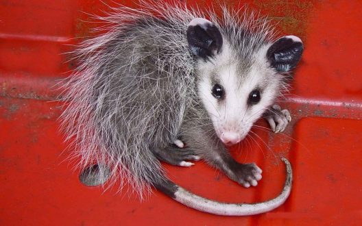 Opossum Photos