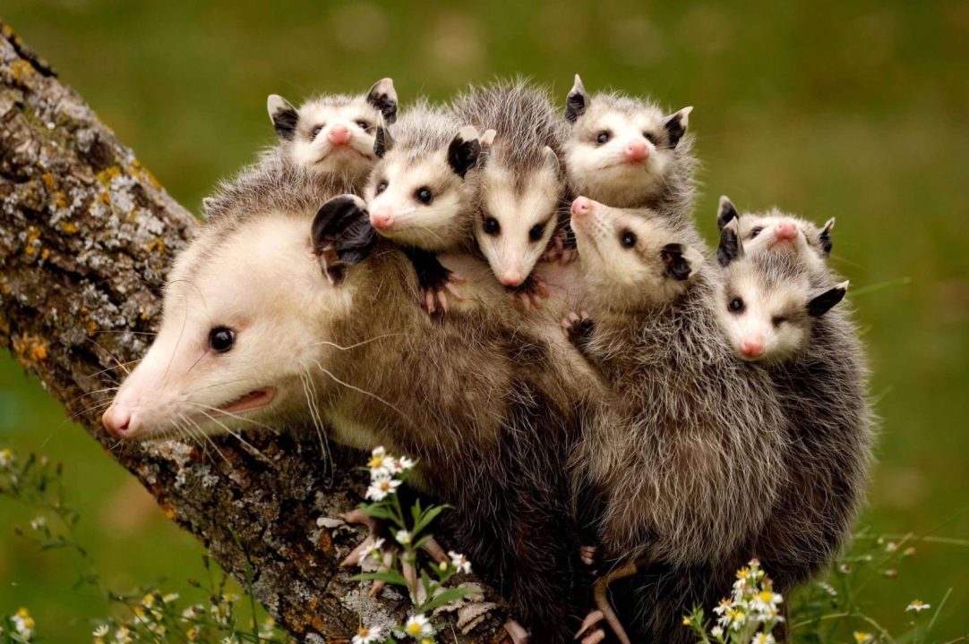 Opossum Wallpapers