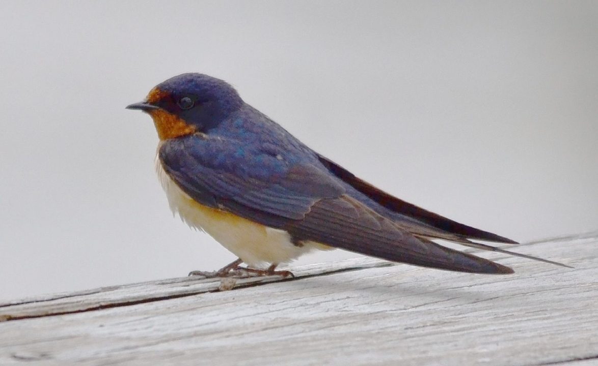 Pictures of Swallow