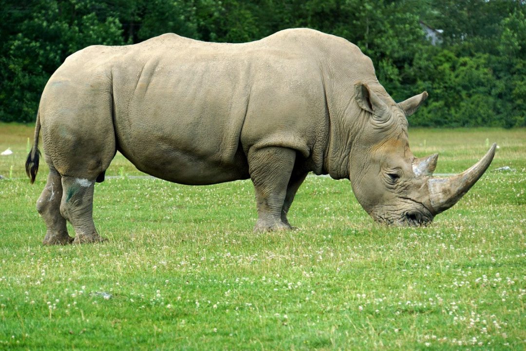 Rhinoceros