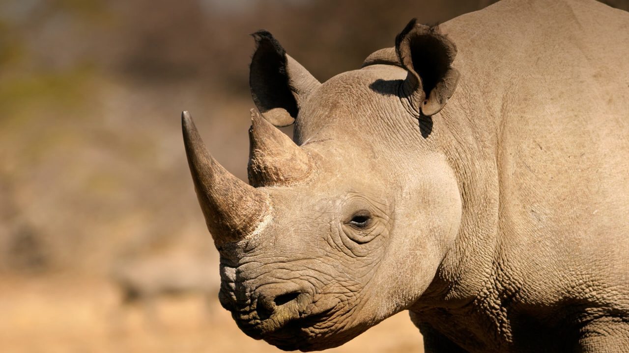 Rhinoceros Photos