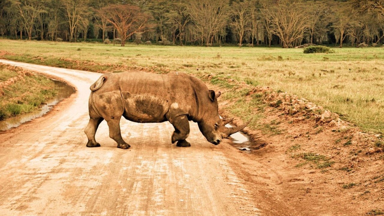 Rhinoceros Wallpapers