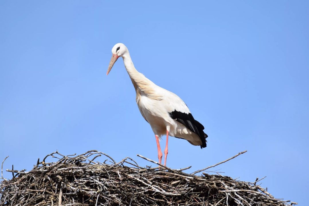 Stork