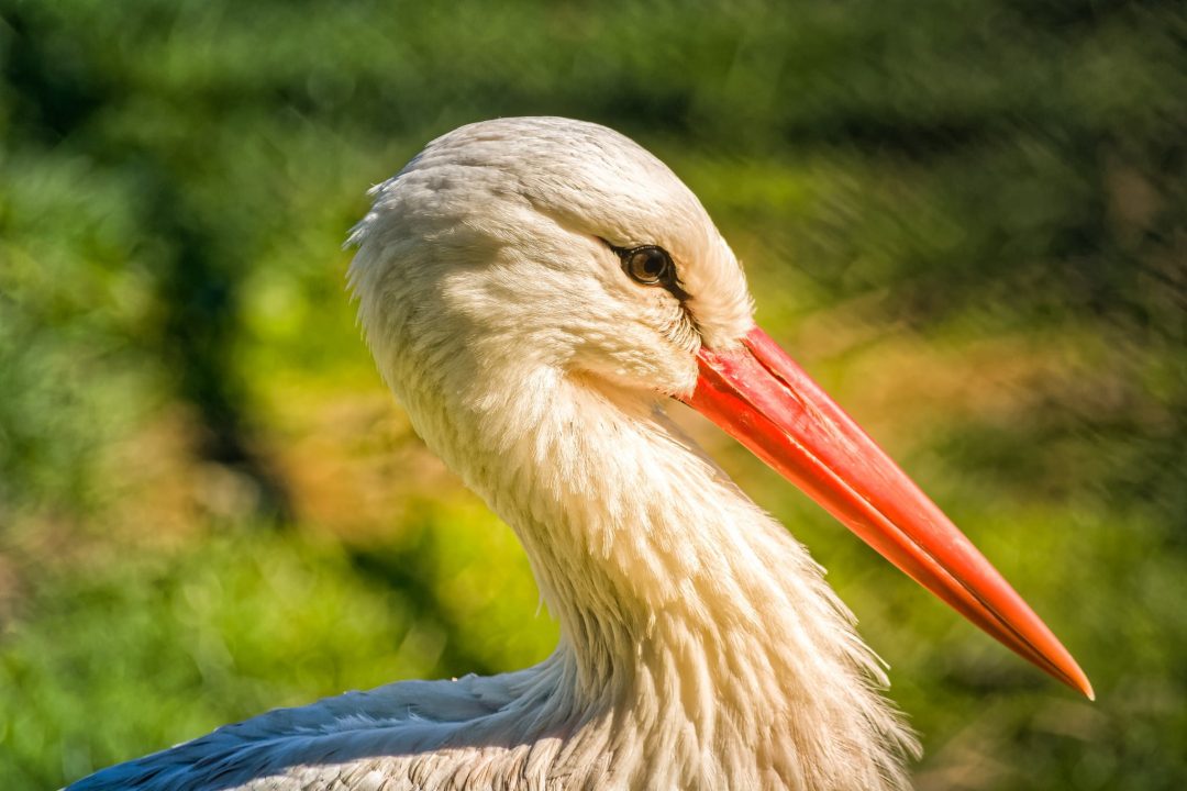 Stork 4K