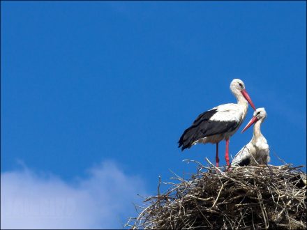 Stork Background images