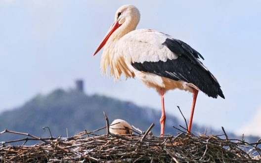 Stork HD Wallpapers