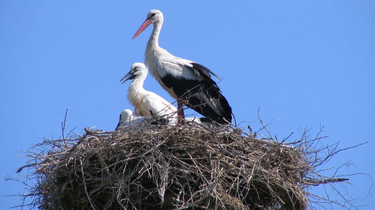 Stork Laptop Wallpapers