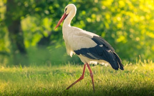 Stork Photos