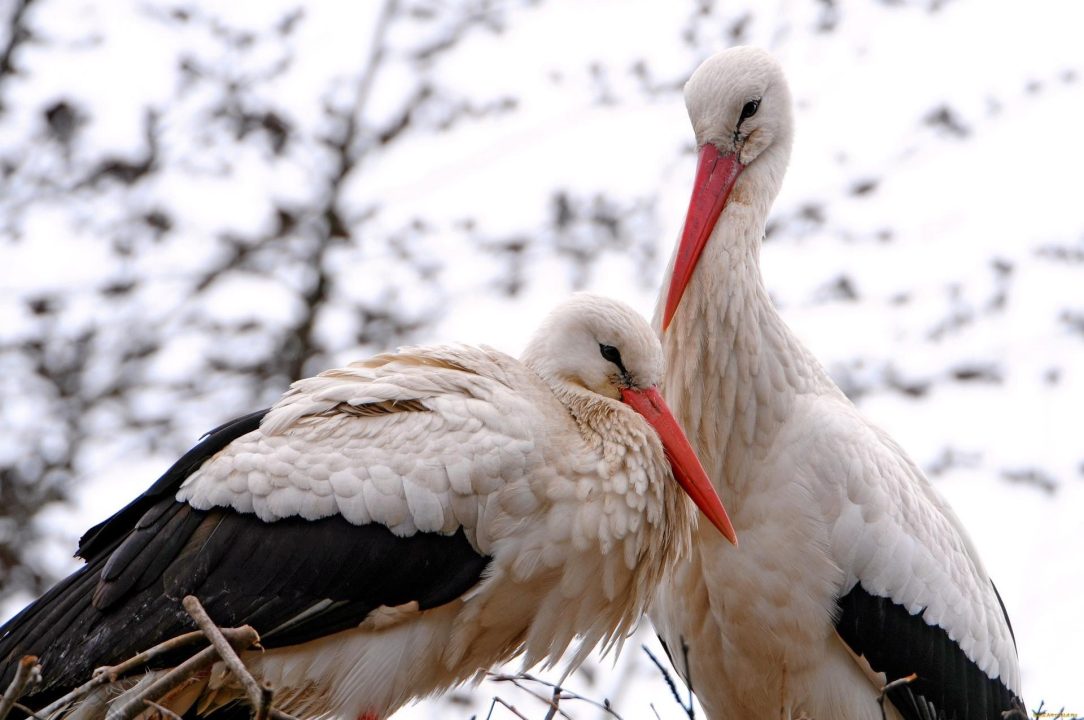 Stork Pics