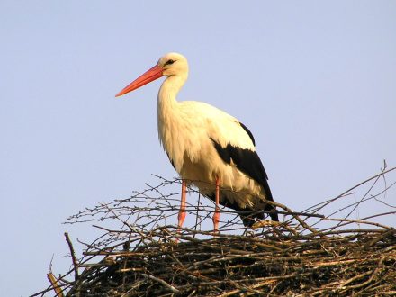 Stork Pictures