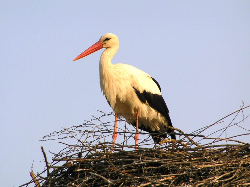 Stork Pictures