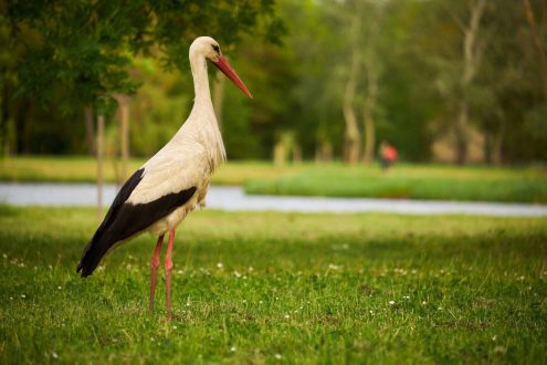 Stork Wallpapers