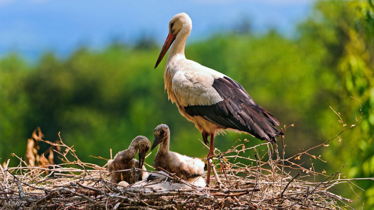 Stork Wallpapers for Computer