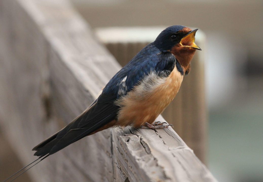 Swallow