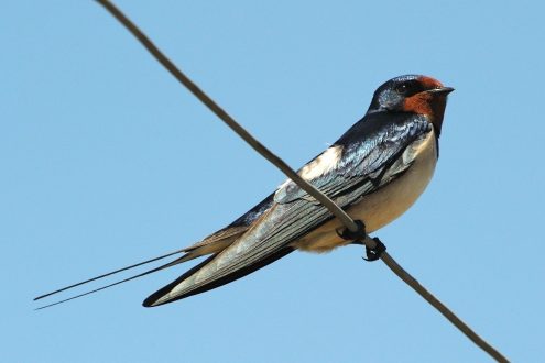 Swallow Background images