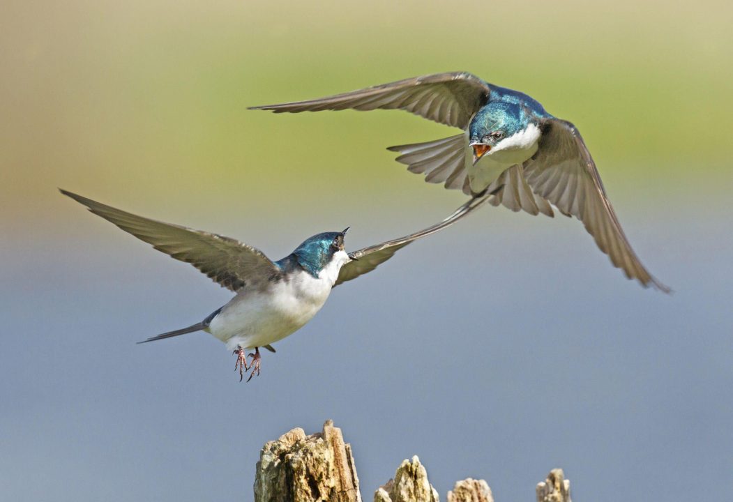 Swallow Desktop images