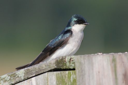 Swallow Pictures
