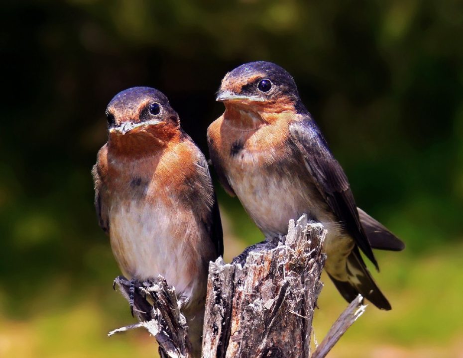 Swallow Windows Wallpapers