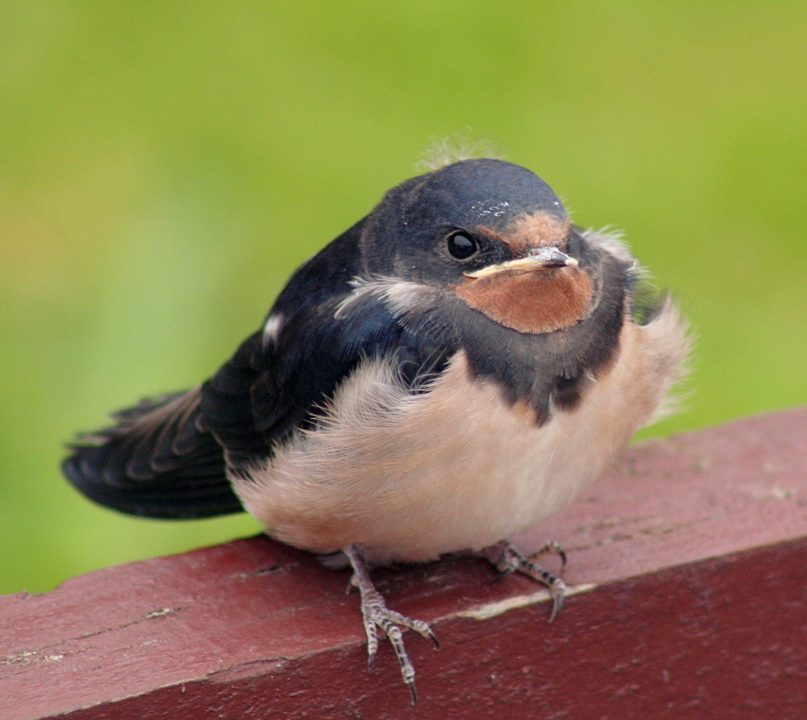 Swallow images
