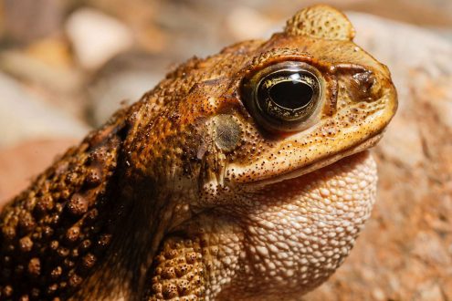 Toad Photos