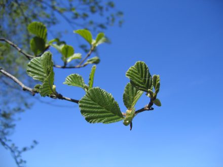 Alder