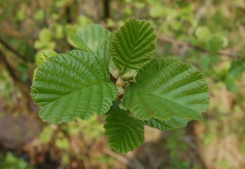 Alder Background