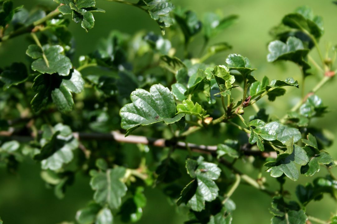 Alder Wallpapers for Computer