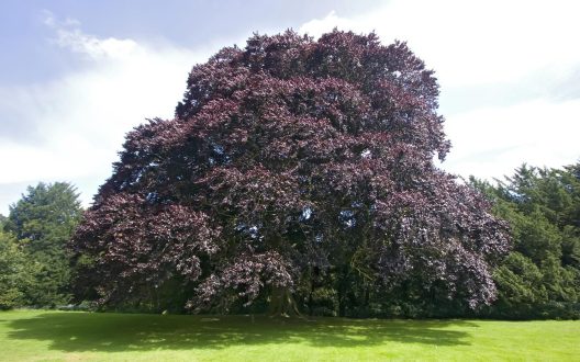 Beech Photos