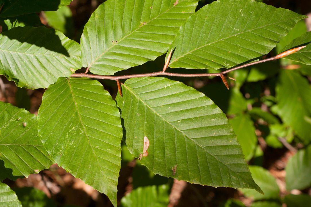 Beech Pictures