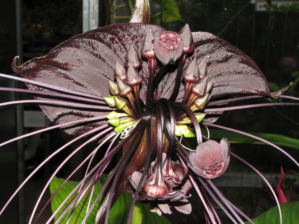 Black Bat Flower Background images