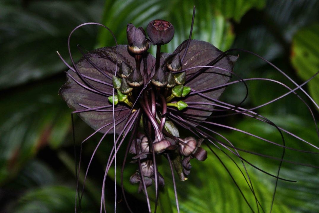 Black Bat Flower Photos