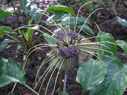 Black Bat Flower Pics