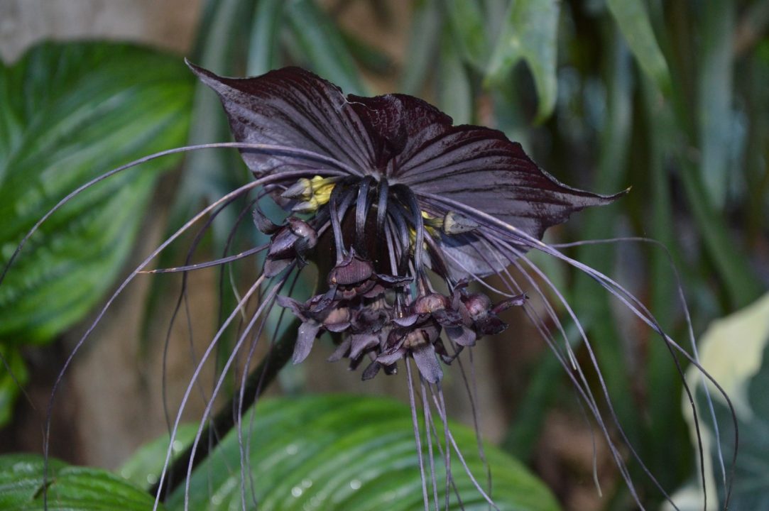 Black Bat Flower Pictures