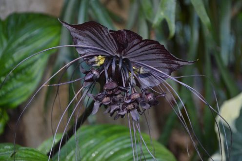 Black Bat Flower Pictures