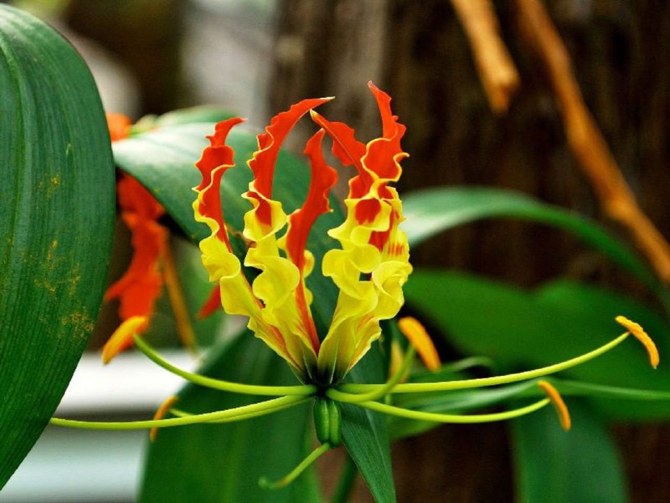 Flame Lily Desktop images