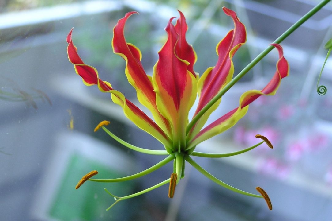 Flame Lily High Quality