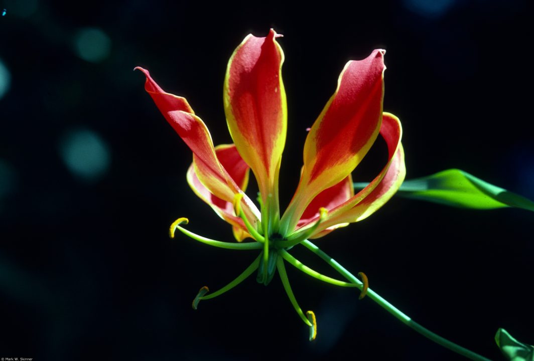 Flame Lily Photo Gallery