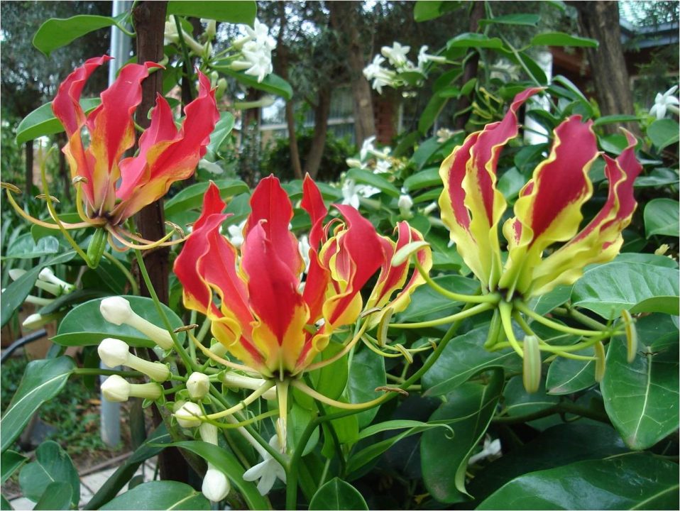 Flame Lily Photos