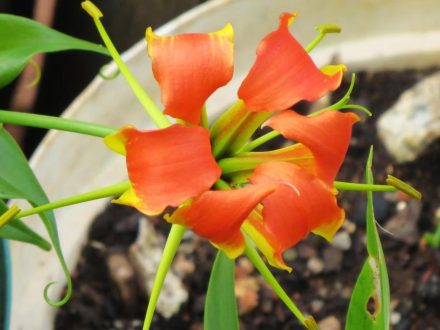 Flame Lily Pics