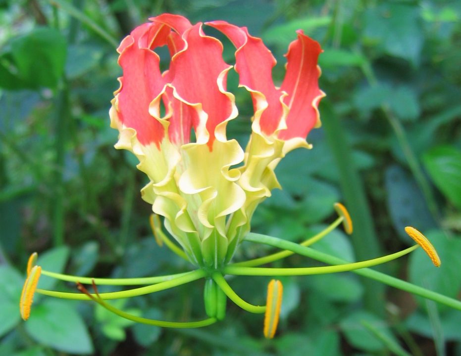 Flame Lily Pictures