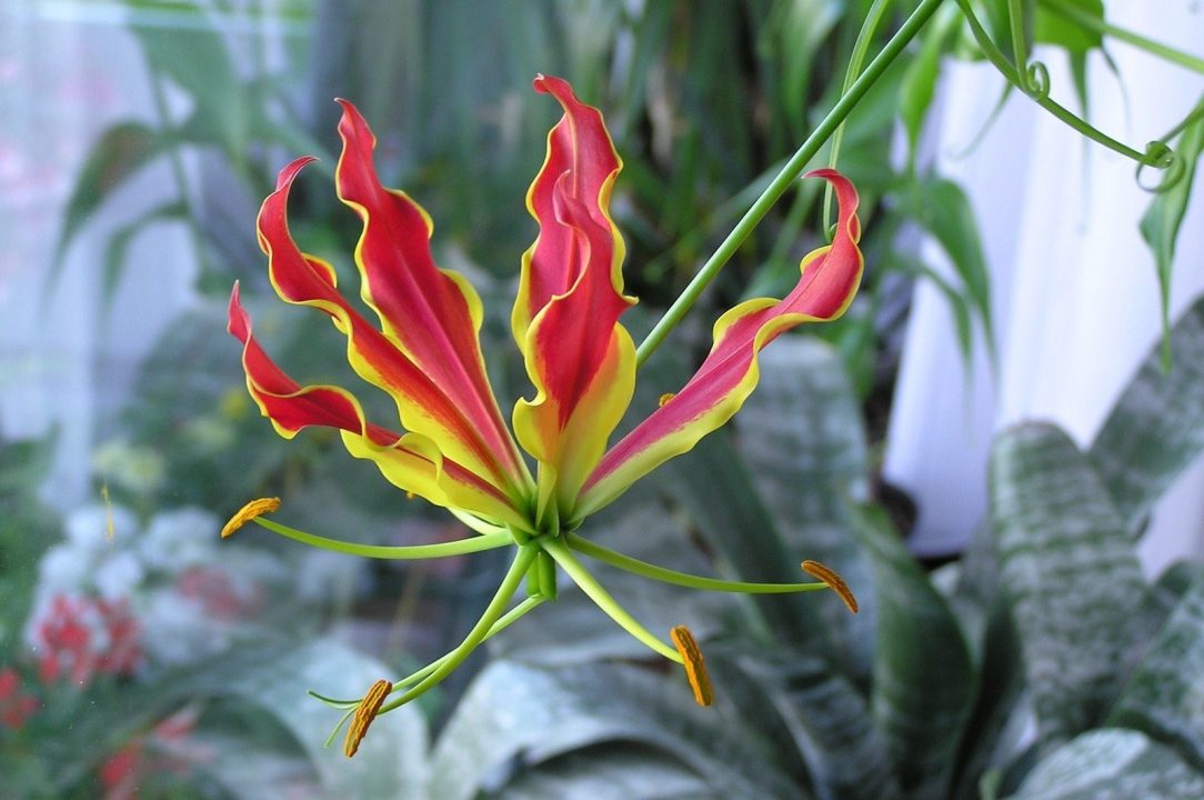 Flame Lily Wallpapers for Laptop