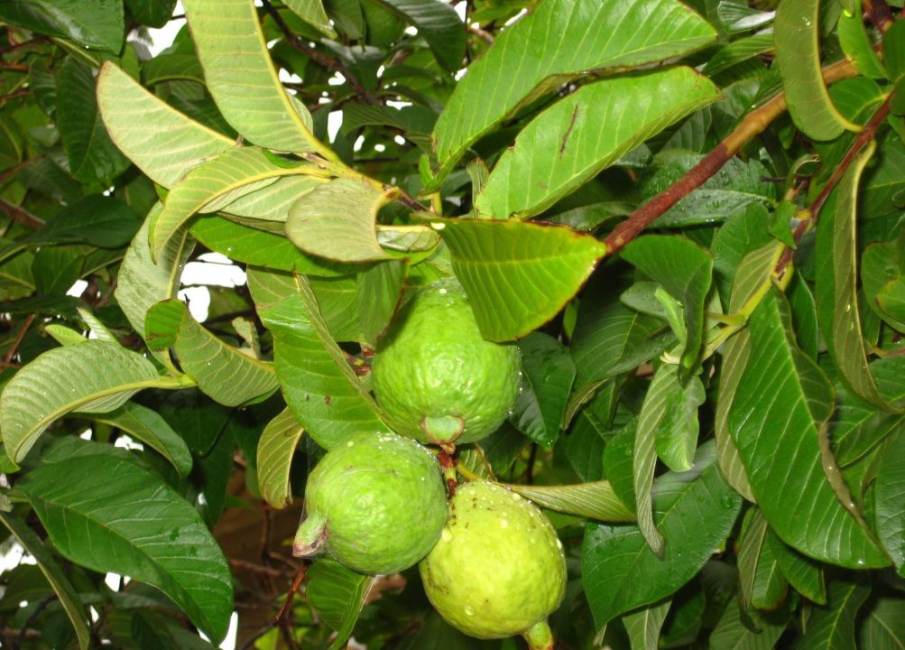 Guava Pics