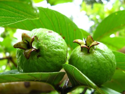Guava images