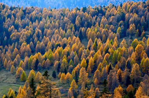 Larch Wallpapers