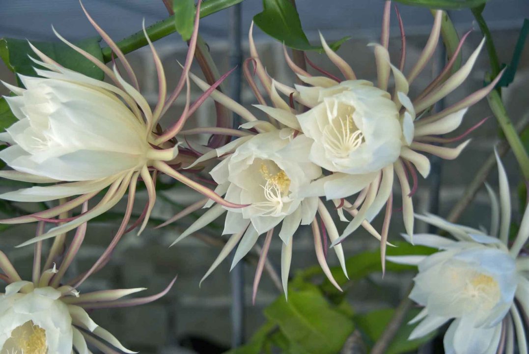 Night Blooming Cereus