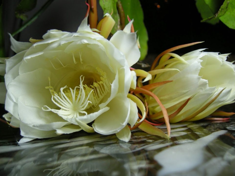 Night Blooming Cereus 2