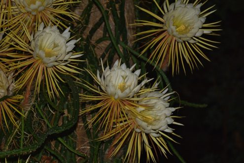 Night Blooming Cereus 3