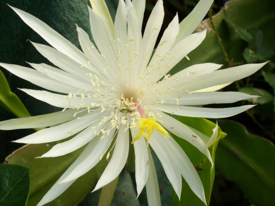 Night Blooming Cereus Background images