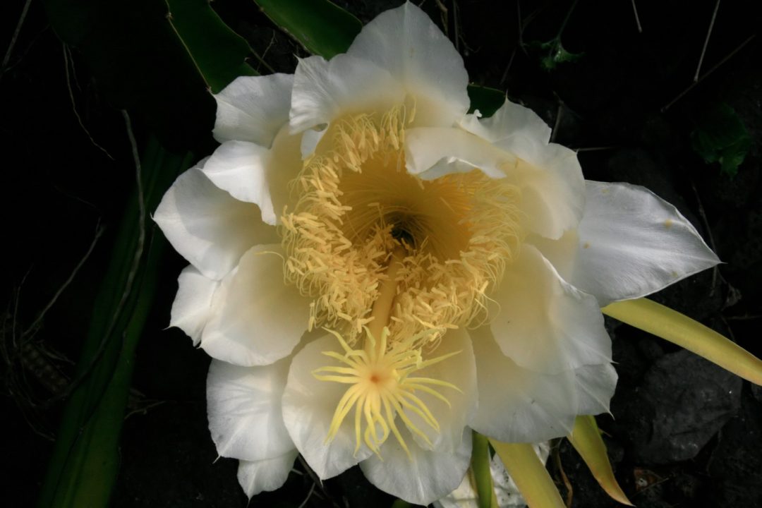 Night Blooming Cereus Computer Wallpapers