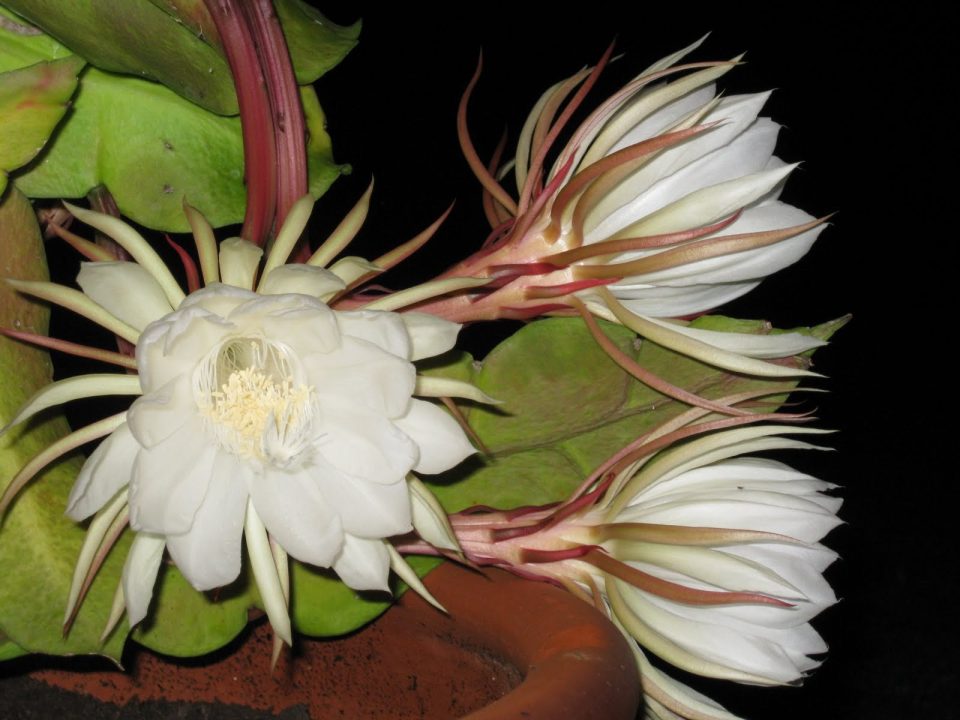 Night Blooming Cereus Desktop